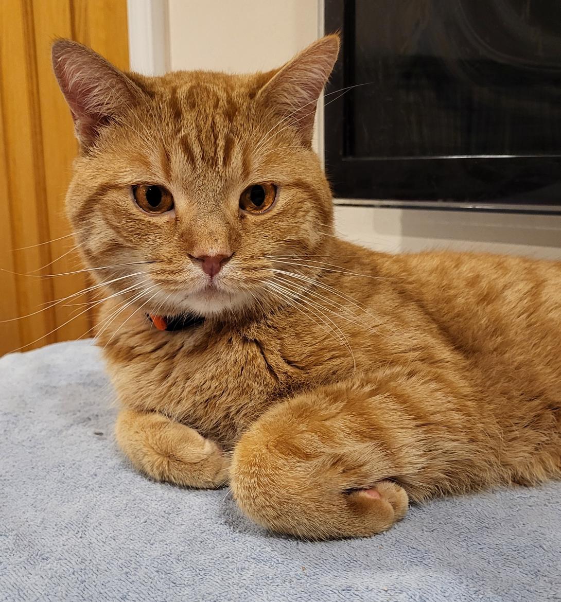 Enlarge Duncan, an adopted Domestic Short Hair in Scarborough, ON image 1/1