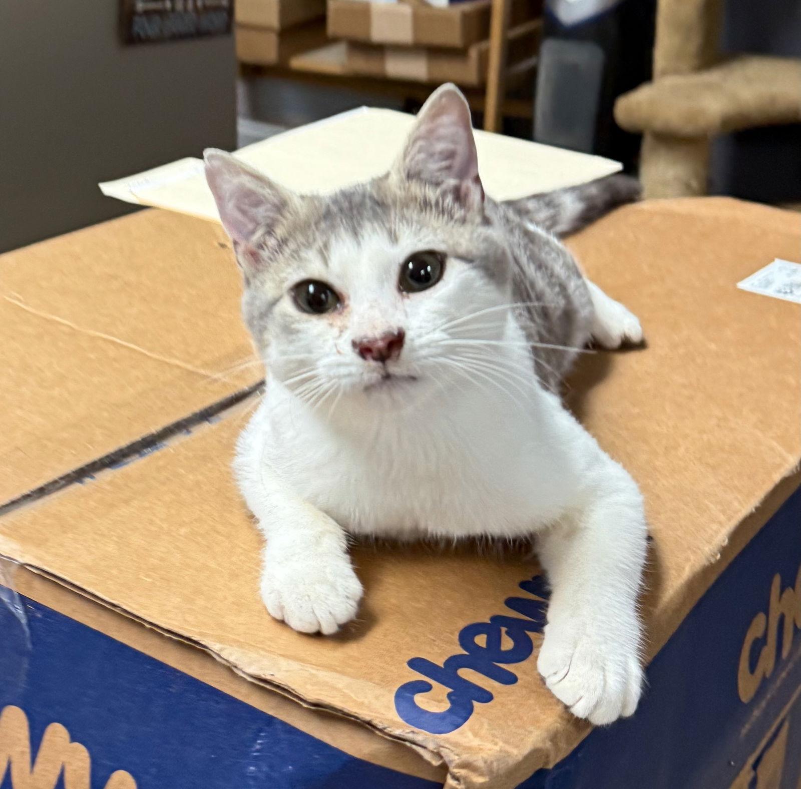 Cat-Leo, Adoptable, Young Male Domestic Short Hair.