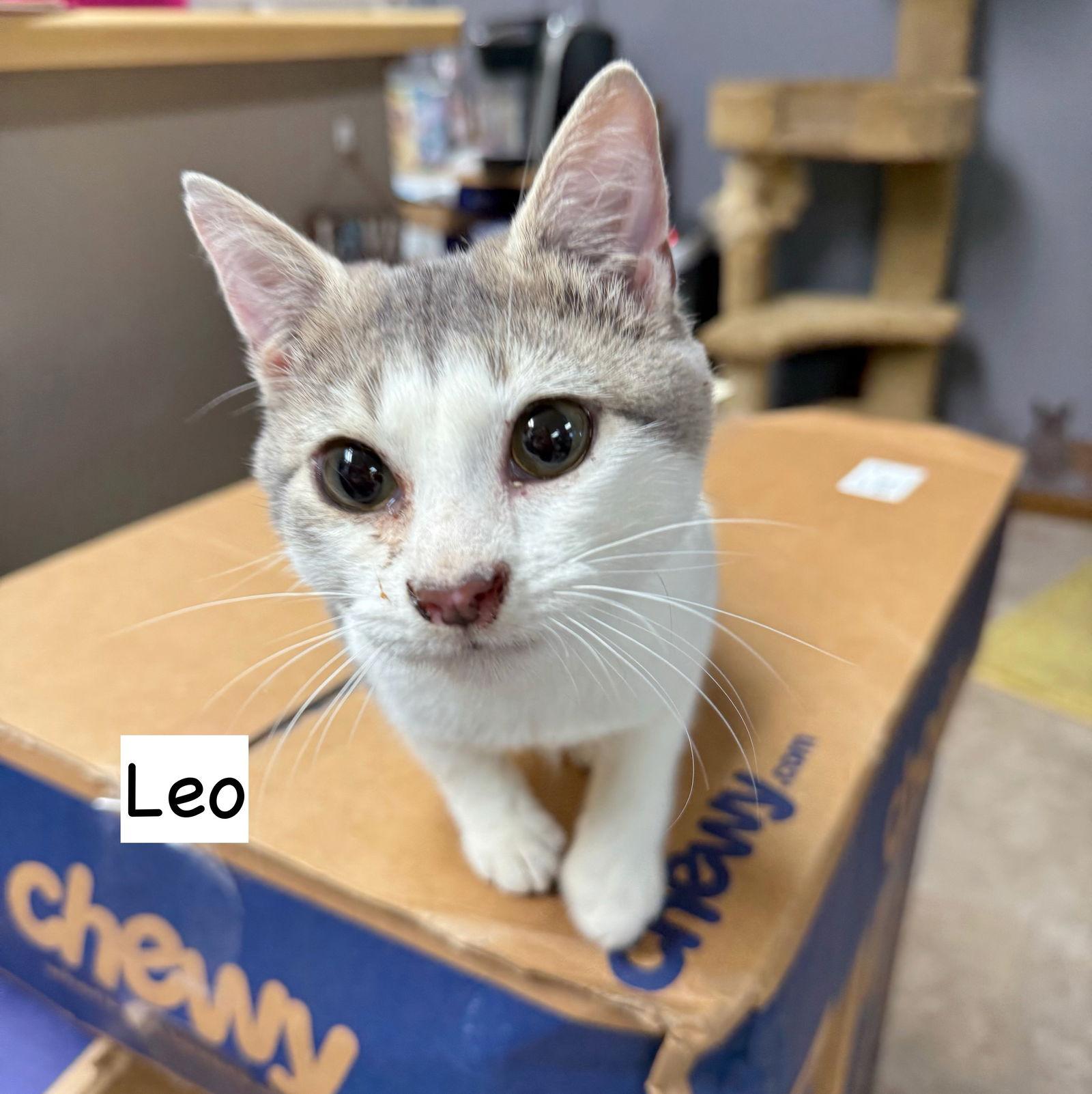 Enlarge Cat-Leo, a Adoptable Domestic Short Hair in GILBERTS, IL image 2/3