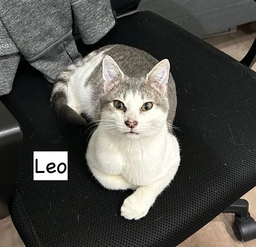 Enlarge Cat-Leo, a Adoptable Domestic Short Hair in GILBERTS, IL image 3/3