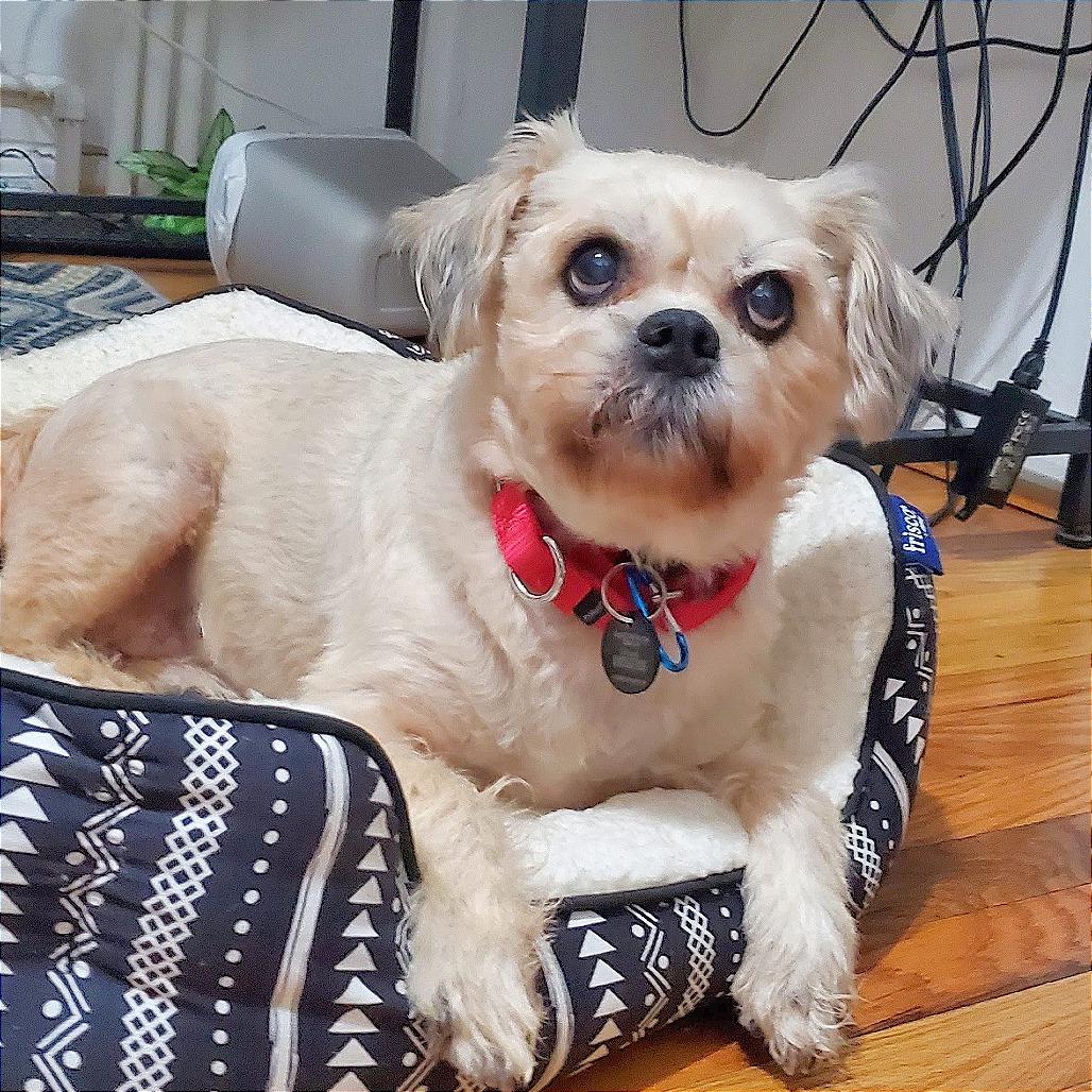 Colleen Allen, Adoptable, Senior Female Shih Tzu.