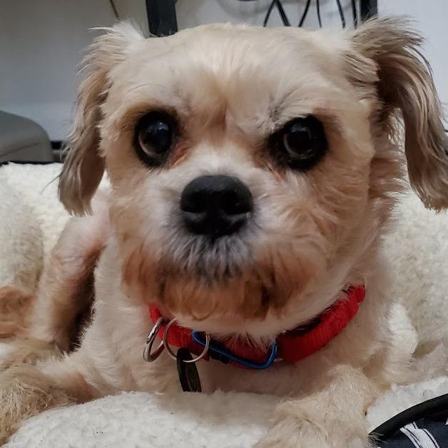 Enlarge Colleen Allen, a Adoptable Shih Tzu in Brooklyn, NY image 2/6