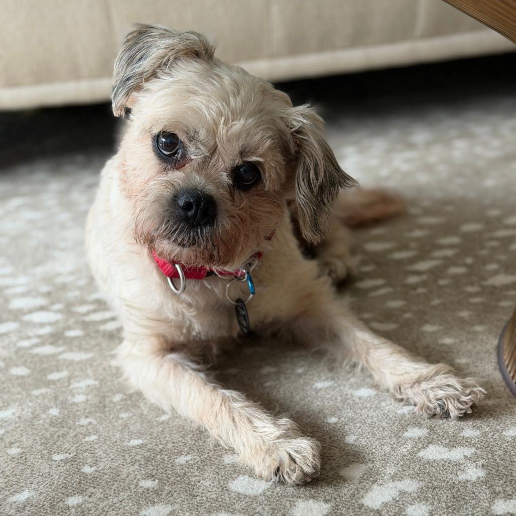Enlarge Colleen Allen, a Adoptable Shih Tzu in Brooklyn, NY image 3/6