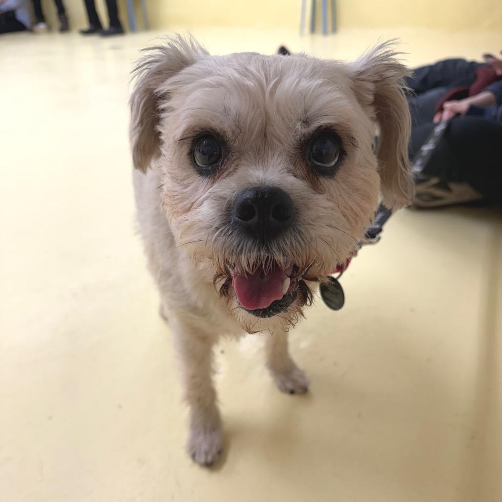 Colleen Allen, Adoptable, Senior Female Shih Tzu.