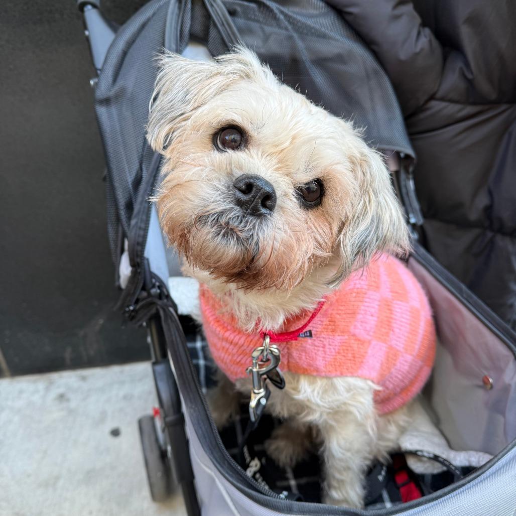 Enlarge Colleen Allen, a Adoptable Shih Tzu in Brooklyn, NY image 2/6