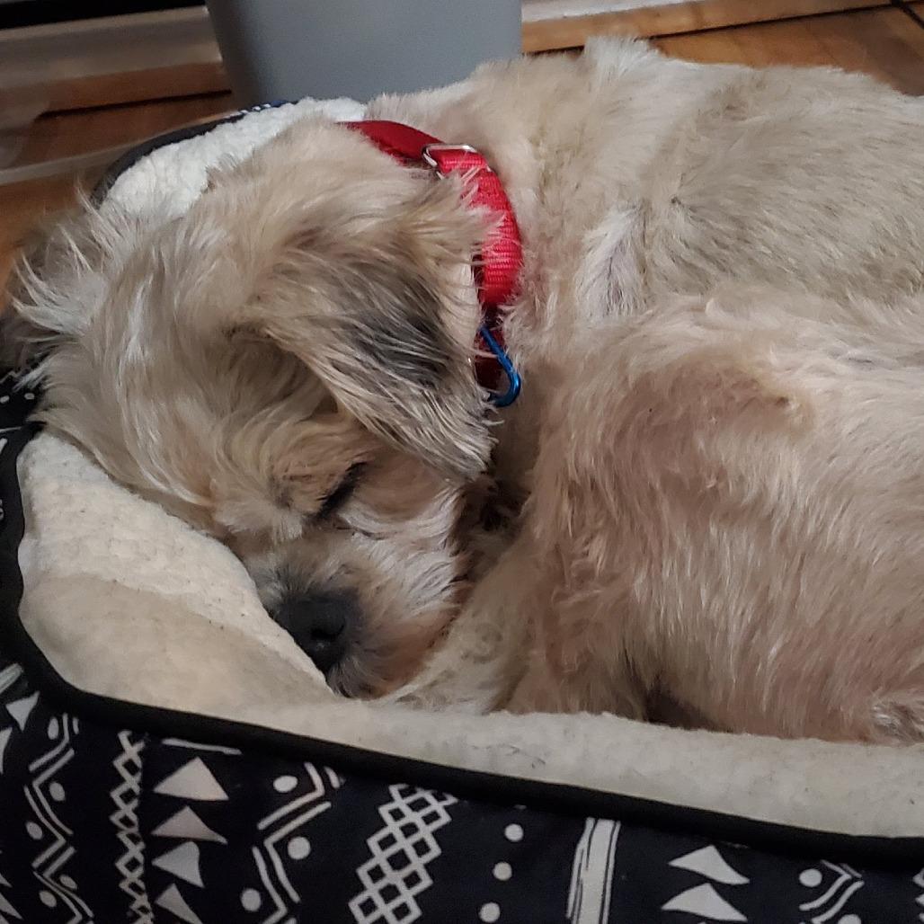 Enlarge Colleen Allen, a Adoptable Shih Tzu in Brooklyn, NY image 5/6