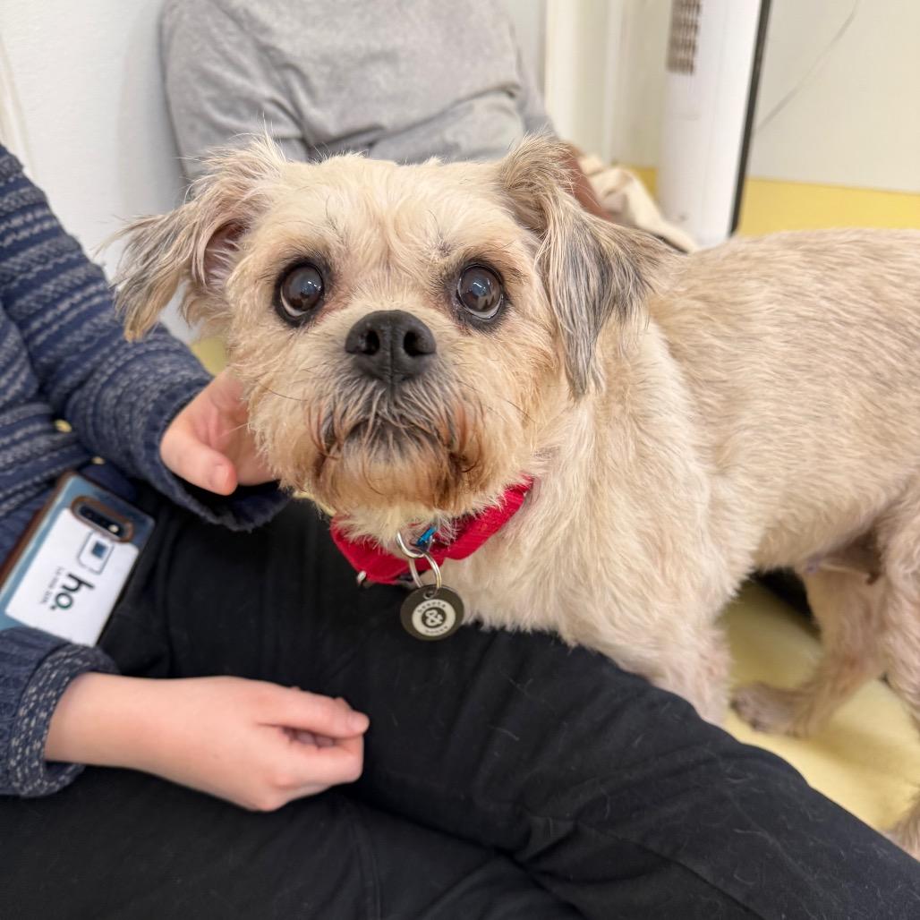 Enlarge Colleen Allen, a Adoptable Shih Tzu in Brooklyn, NY image 3/6