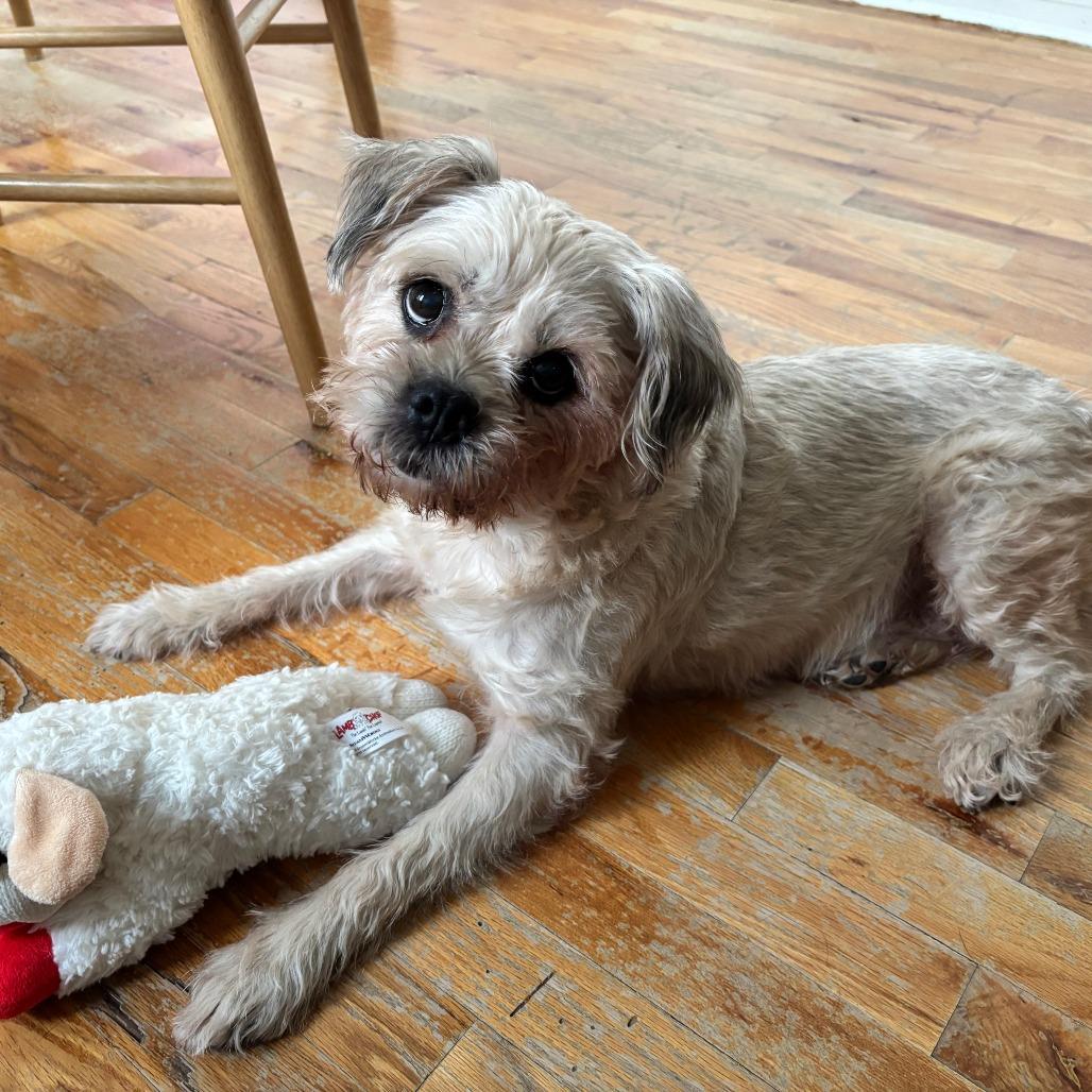 Enlarge Colleen Allen, a Adoptable Shih Tzu in Brooklyn, NY image 4/6