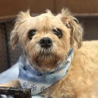 Enlarge Colleen Allen, a Adoptable Shih Tzu in Brooklyn, NY image 6/6