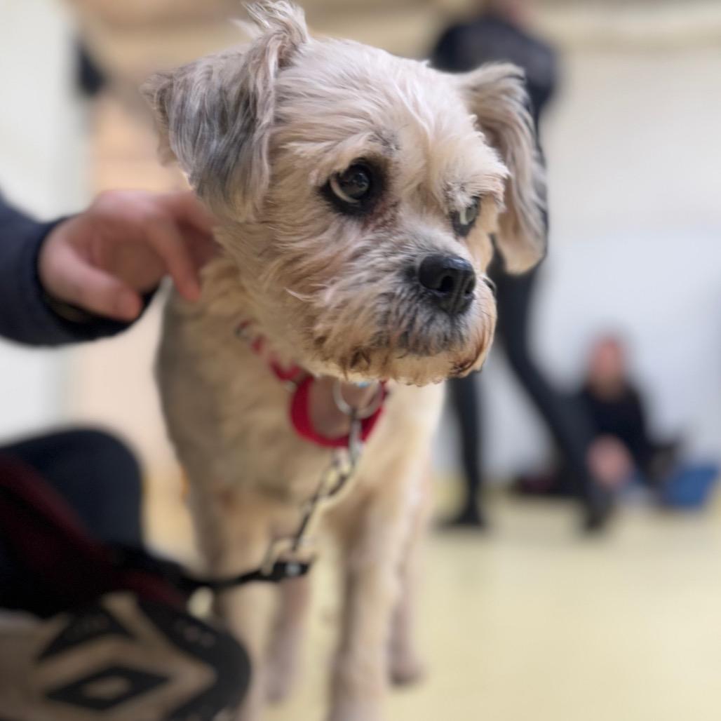 Enlarge Colleen Allen, a Adoptable Shih Tzu in Brooklyn, NY image 6/6