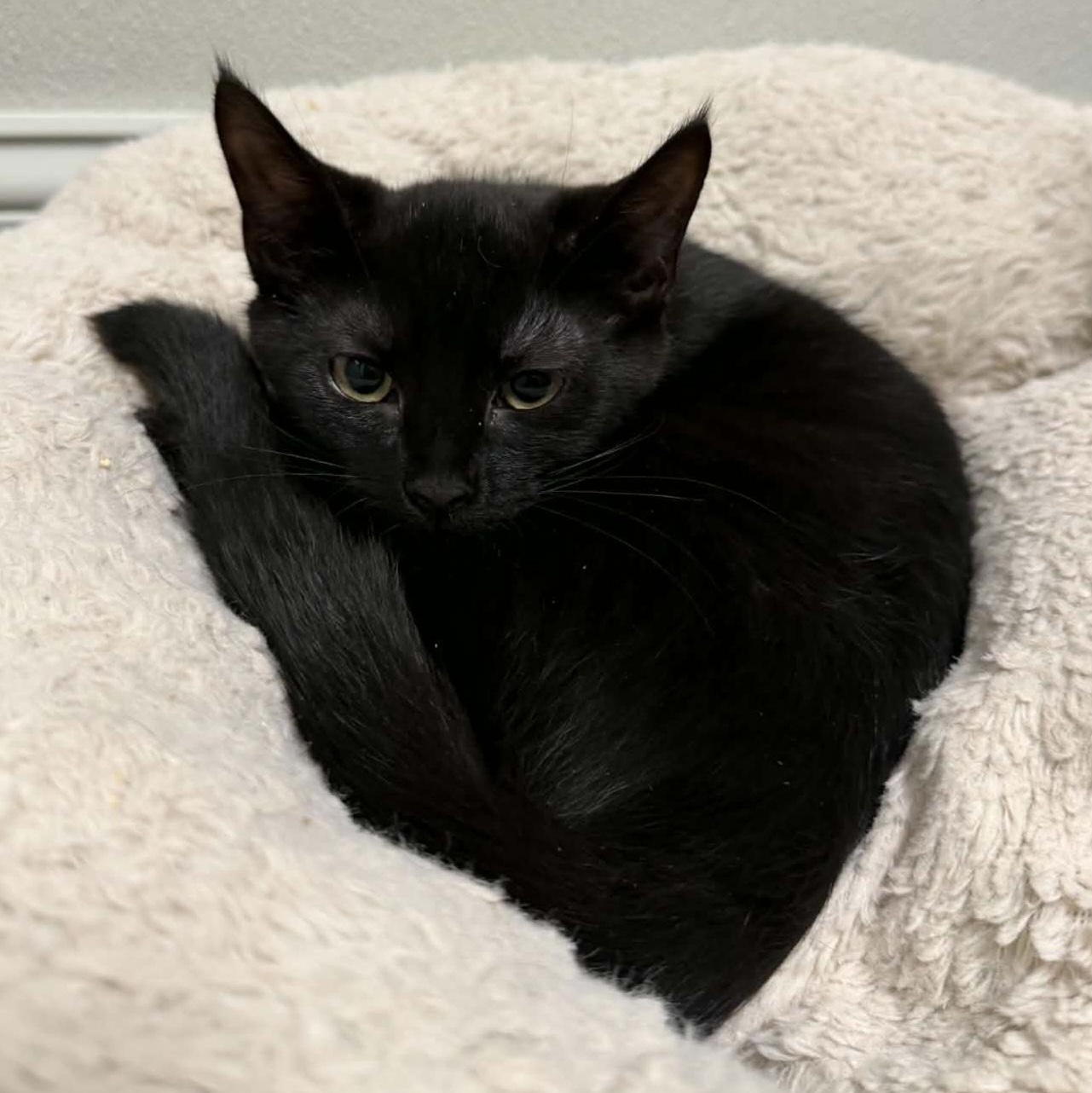 Alfalfa, Adoptable, Kitten Male Domestic Short Hair.