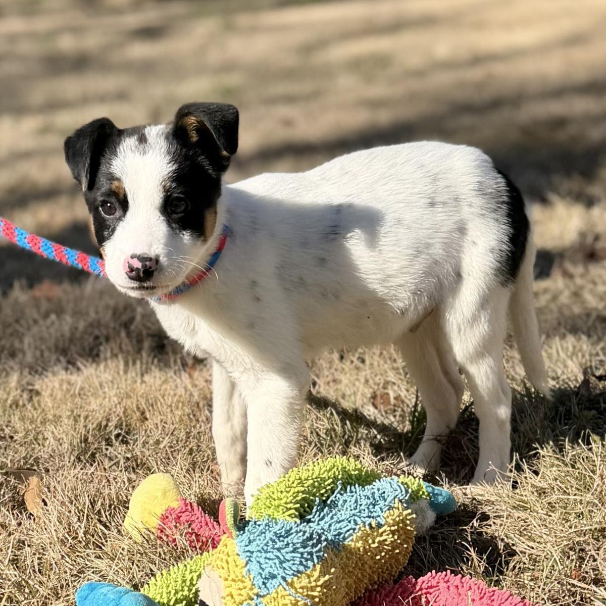 Diego, Adoptable, Puppy Male Jack Russell Terrier & Australian Cattle Dog / Blue Heeler.