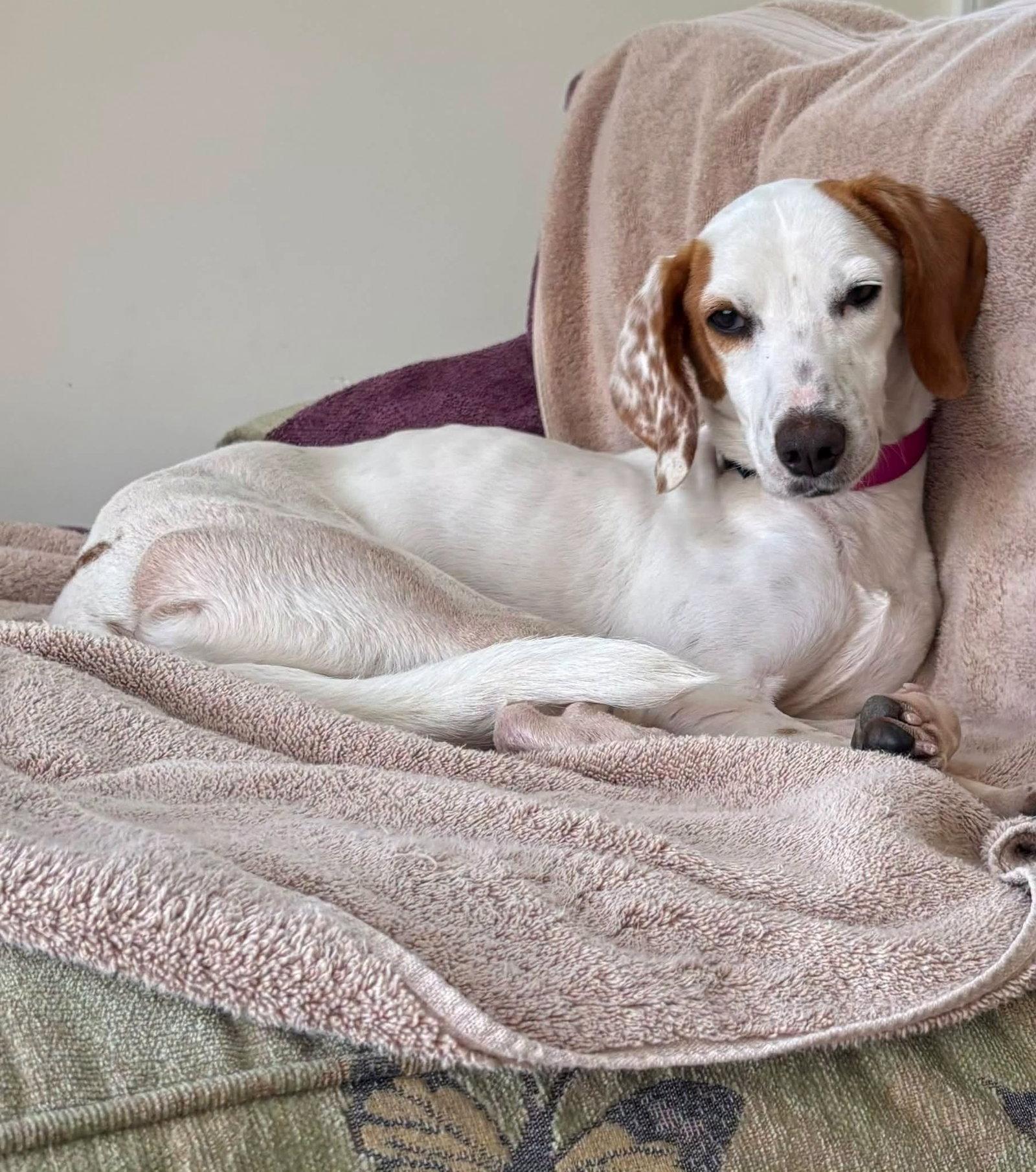 Sally--DEAF, Adoptable, Adult Female Hound.