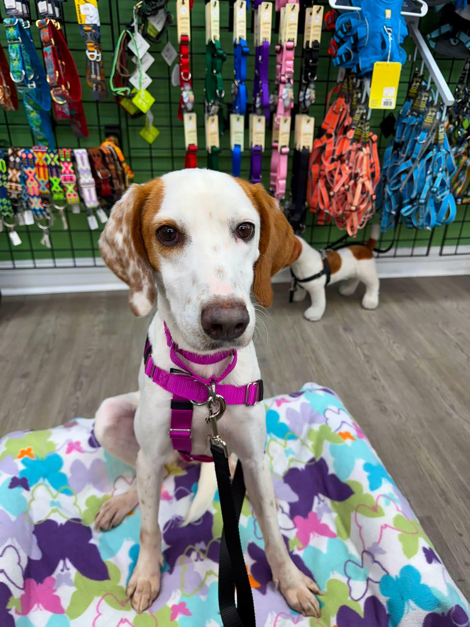 Enlarge Sally--DEAF, a Adoptable Hound in Bolivia, NC image 2/2