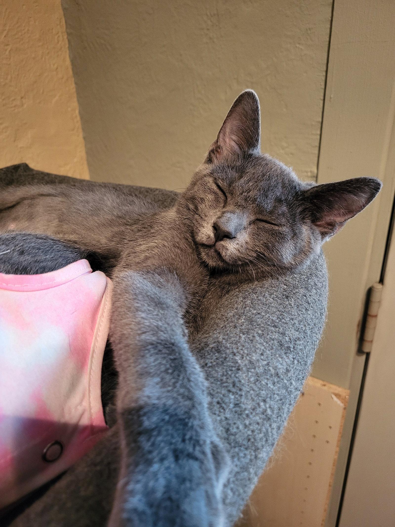 Enlarge Frimousse, a Adopted Domestic Short Hair in Montreal, QC image 1/3