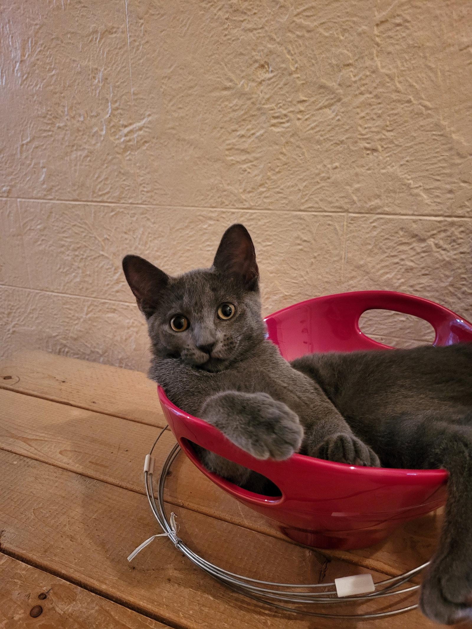 Enlarge Frimousse, a Adopted Domestic Short Hair in Montreal, QC image 2/3