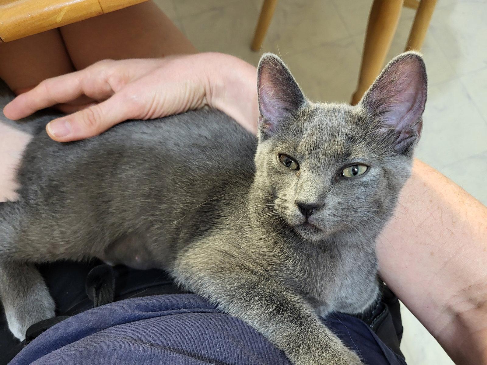 Enlarge Frimousse, a Adopted Domestic Short Hair in Montreal, QC image 3/3