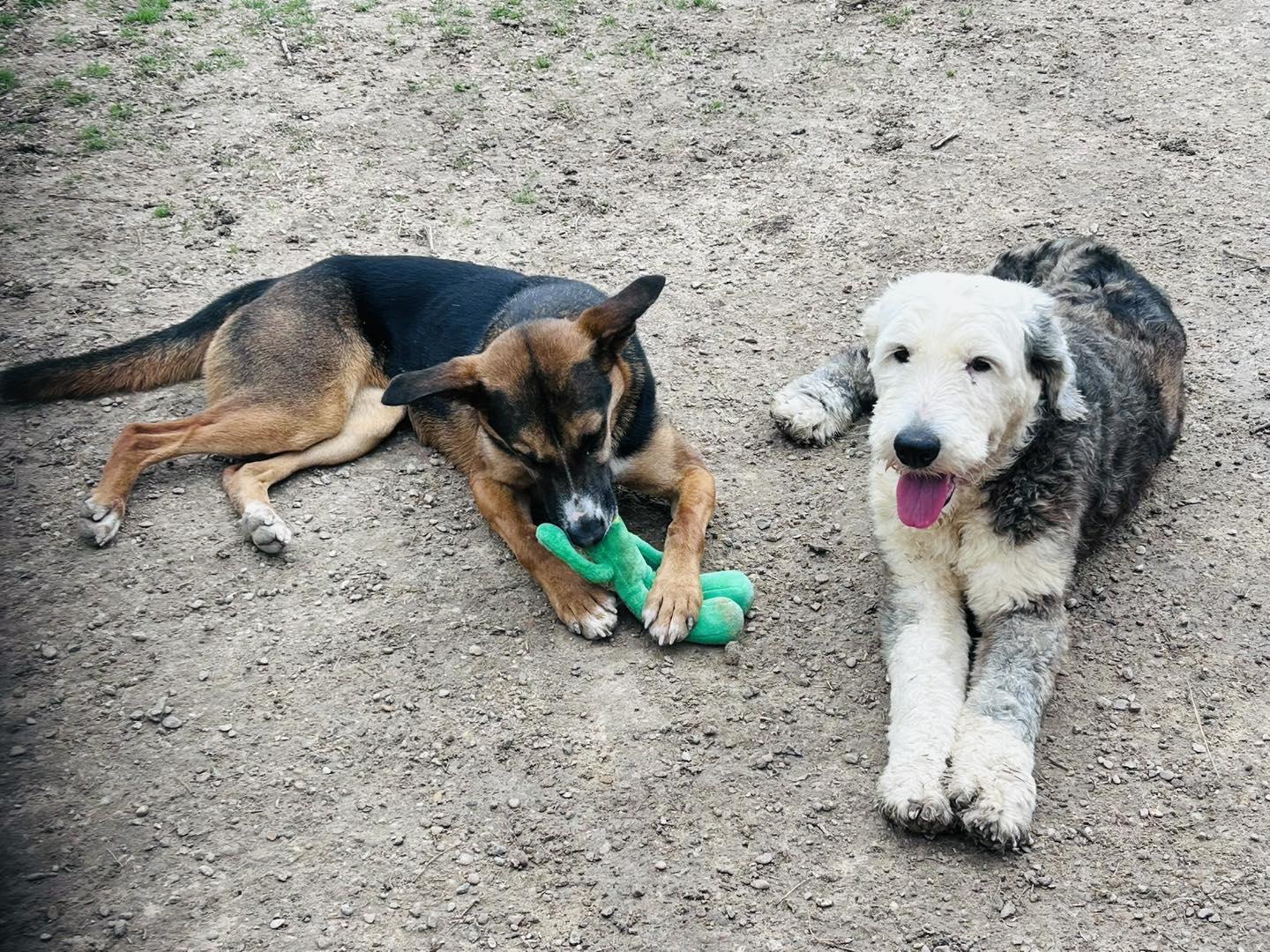 Enlarge Fiona, a ADOPTABLE Cattle Dog in Colleyville, TX image 4/4