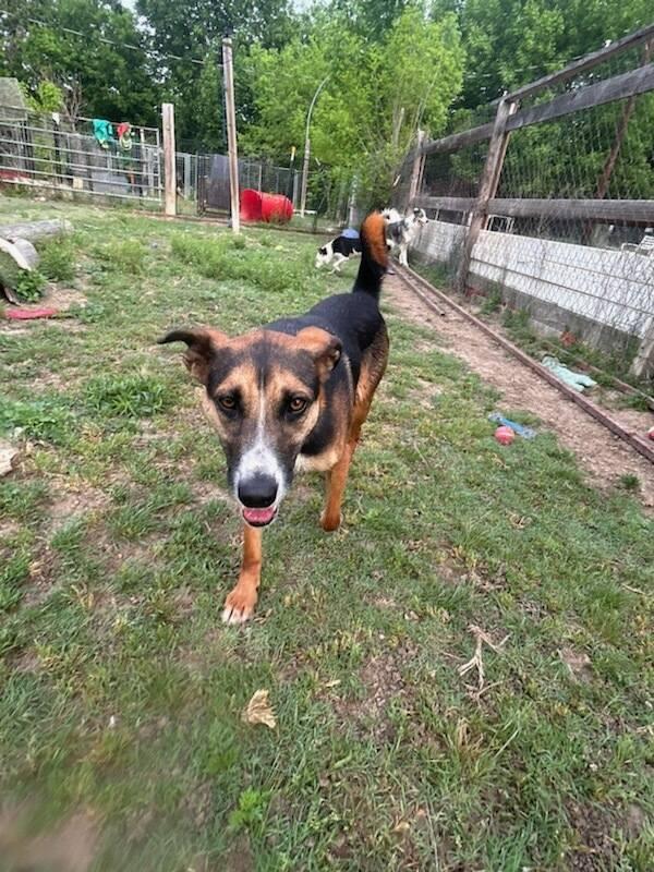 Fiona, ADOPTABLE, Adult Female Cattle Dog.