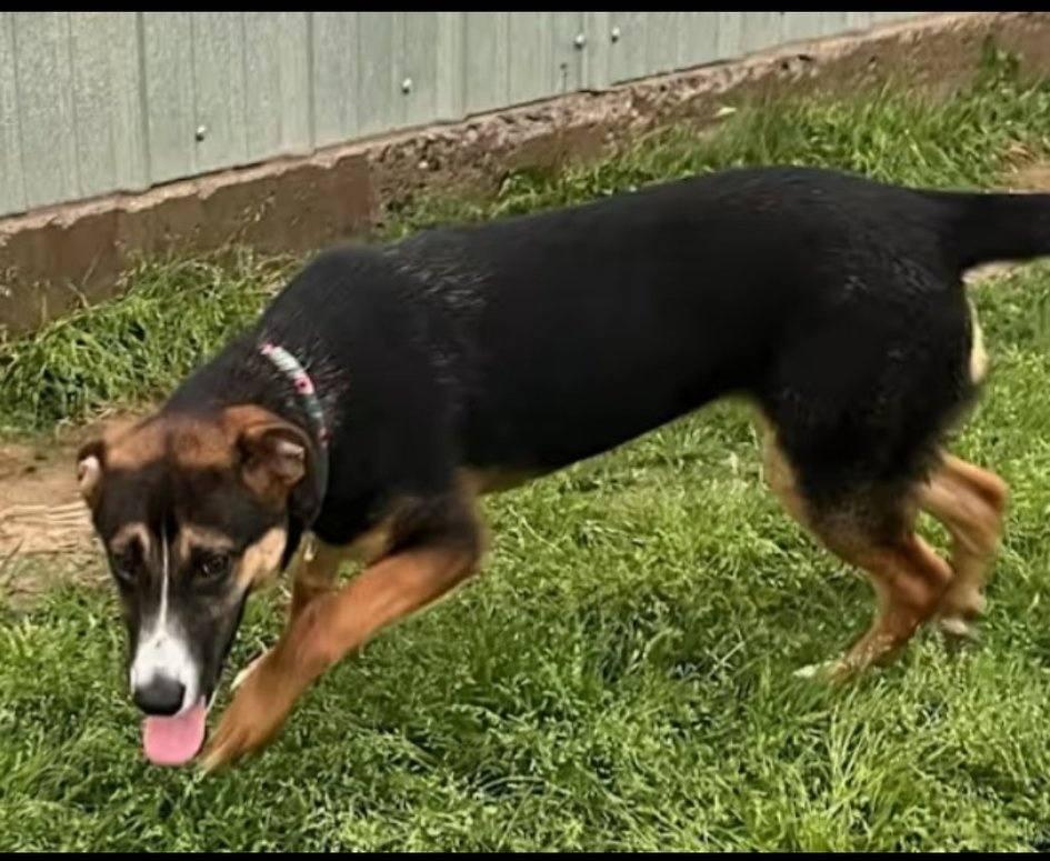 Enlarge Fiona, a ADOPTABLE Cattle Dog in Colleyville, TX image 2/4