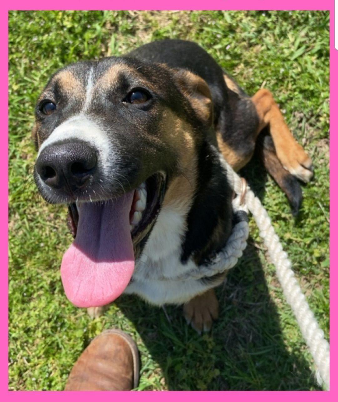 Enlarge Fiona, a ADOPTABLE Cattle Dog in Colleyville, TX image 3/4