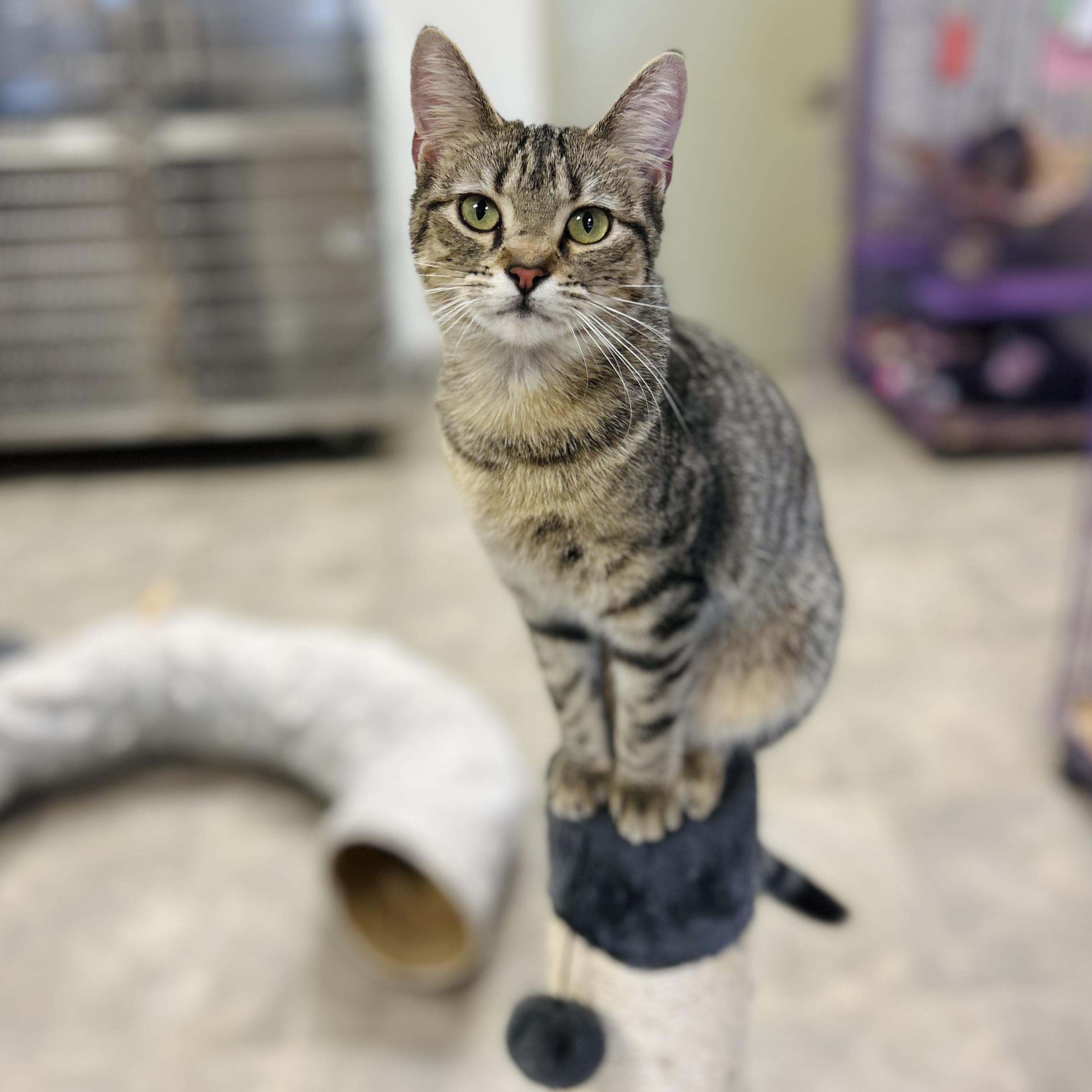Shiloh, adopted, Young Female American Shorthair.