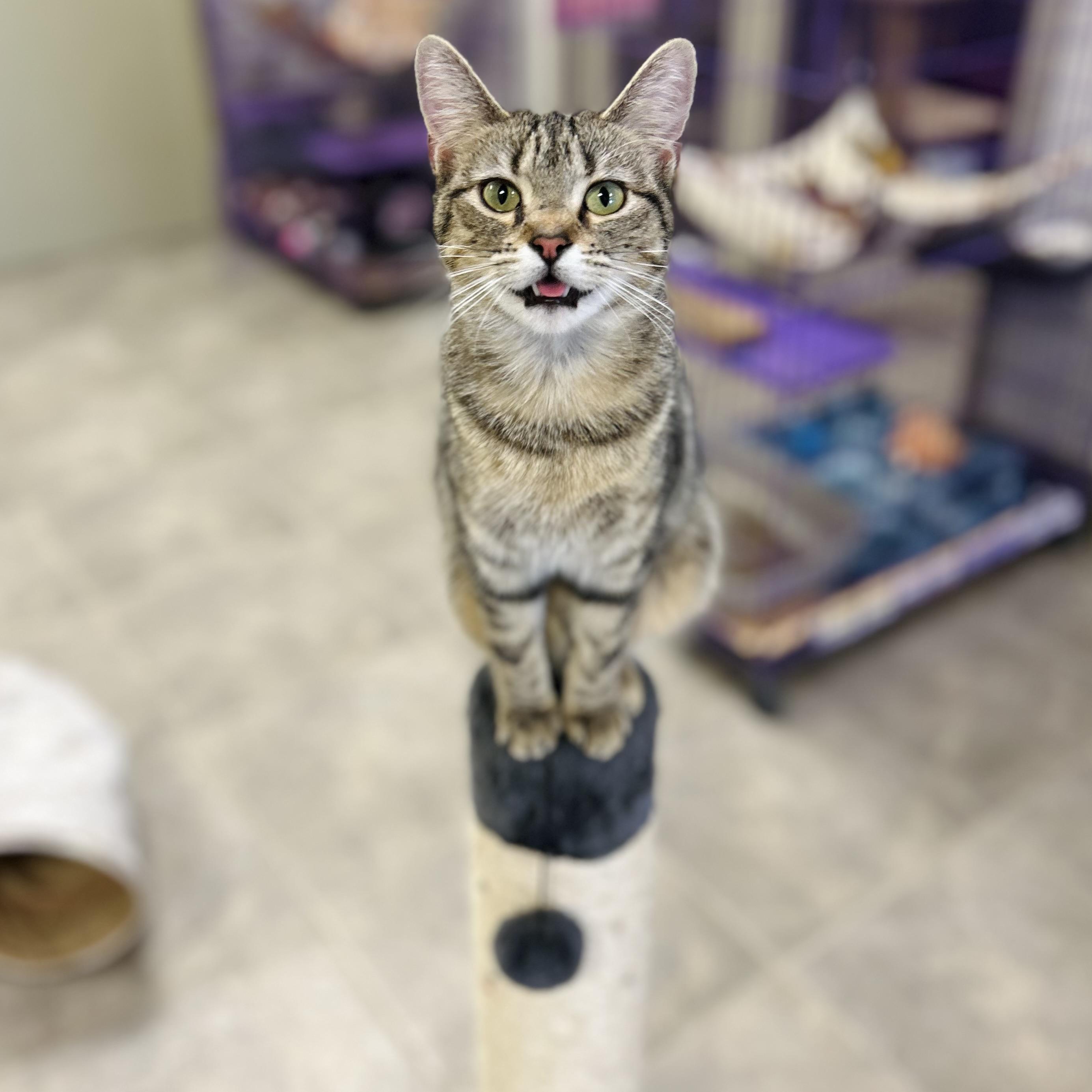 Enlarge Shiloh, an adopted American Shorthair in Seguin, TX image 2/3