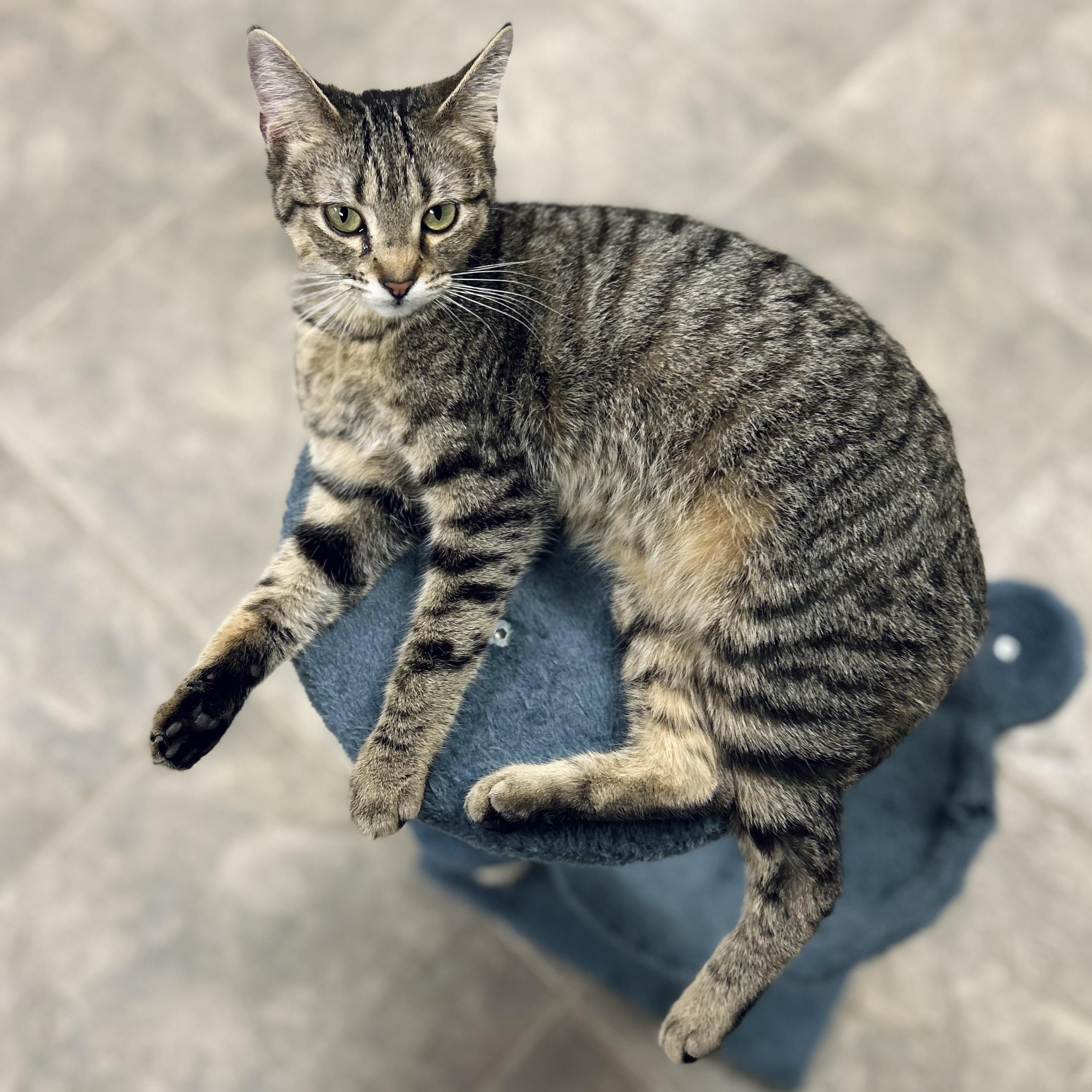 Enlarge Shiloh, an adopted American Shorthair in Seguin, TX image 3/3