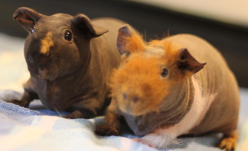 Enlarge Yoko and Yuki, a ADOPTABLE Guinea Pig in Budd Lake, NJ image 4/6
