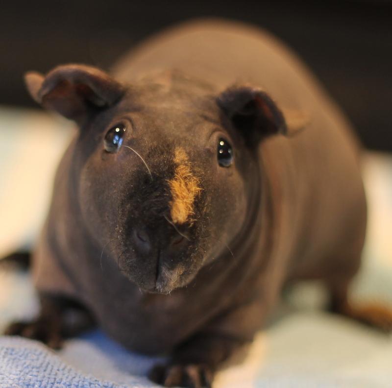 Enlarge Yoko and Yuki, a ADOPTABLE Guinea Pig in Budd Lake, NJ image 5/6