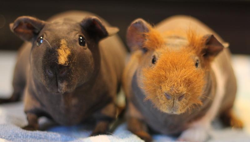 Enlarge Yoko and Yuki, a ADOPTABLE Guinea Pig in Budd Lake, NJ image 1/6
