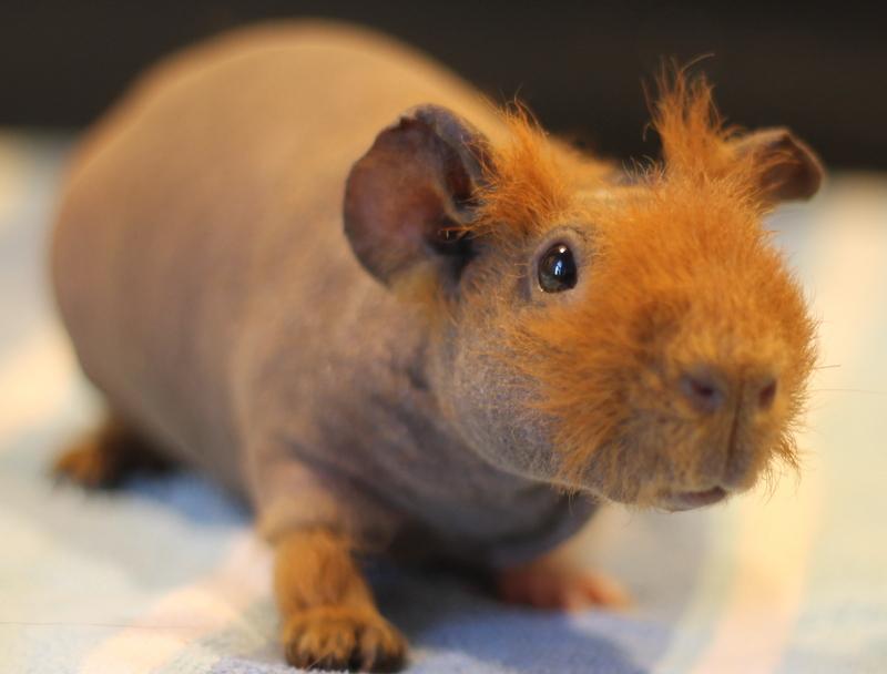 Enlarge Yoko and Yuki, a ADOPTABLE Guinea Pig in Budd Lake, NJ image 3/6