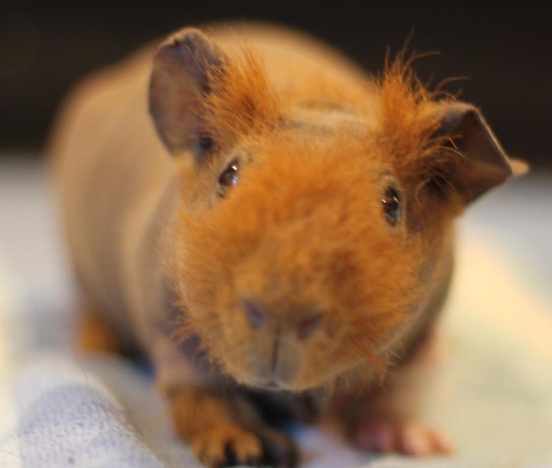 Enlarge Yoko and Yuki, a ADOPTABLE Guinea Pig in Budd Lake, NJ image 2/6