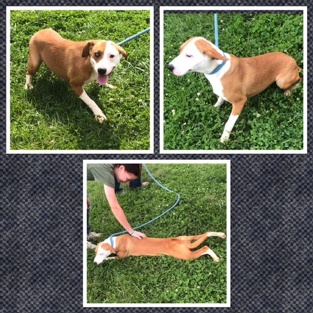 Enlarge LANEY WILSON, a Adoptable Mixed Breed in Buckhannon, WV image 1/1