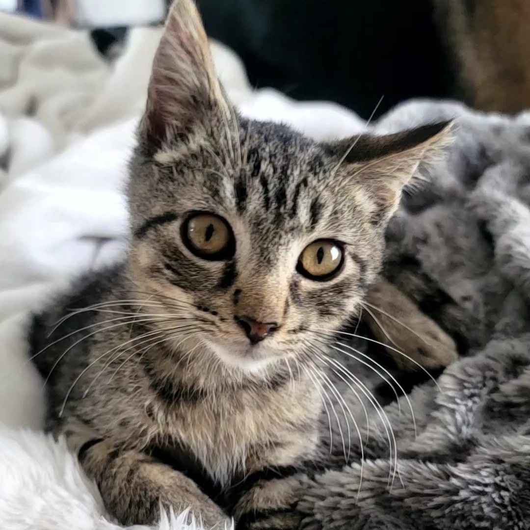 Shirkey, adopted, Kitten Male Domestic Short Hair.