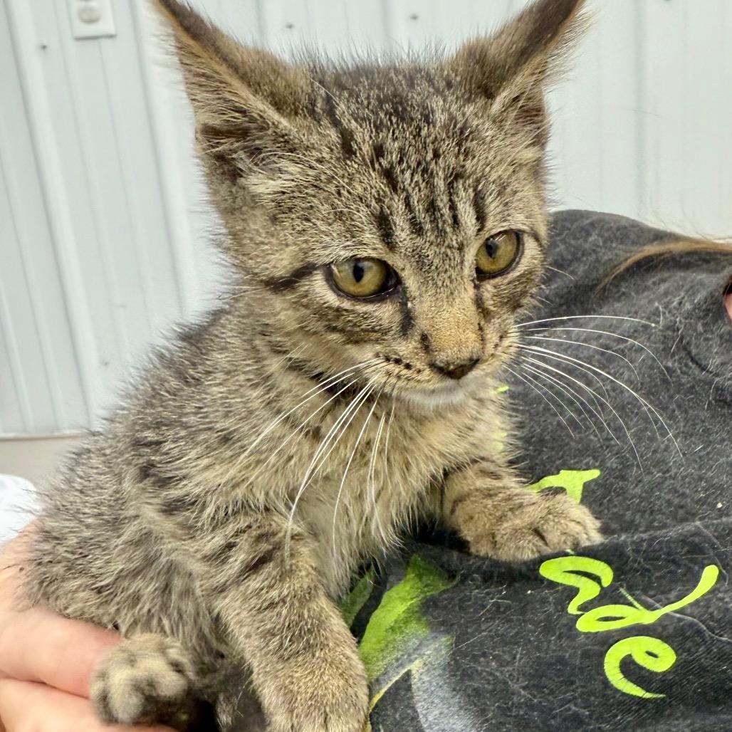 Shirkey, an adopted Domestic Short Hair in Richmond, MO image 2/2