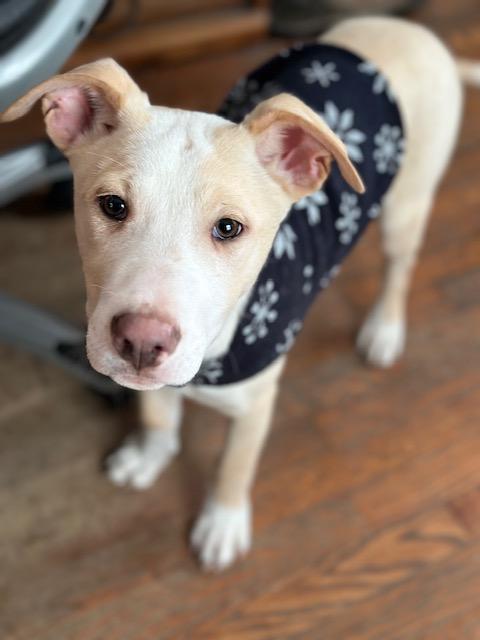 Harrison, ADOPTABLE, Puppy Male German Shepherd Dog & Border Collie.