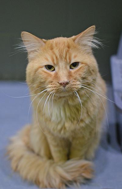 Tigger — thumbnail 2