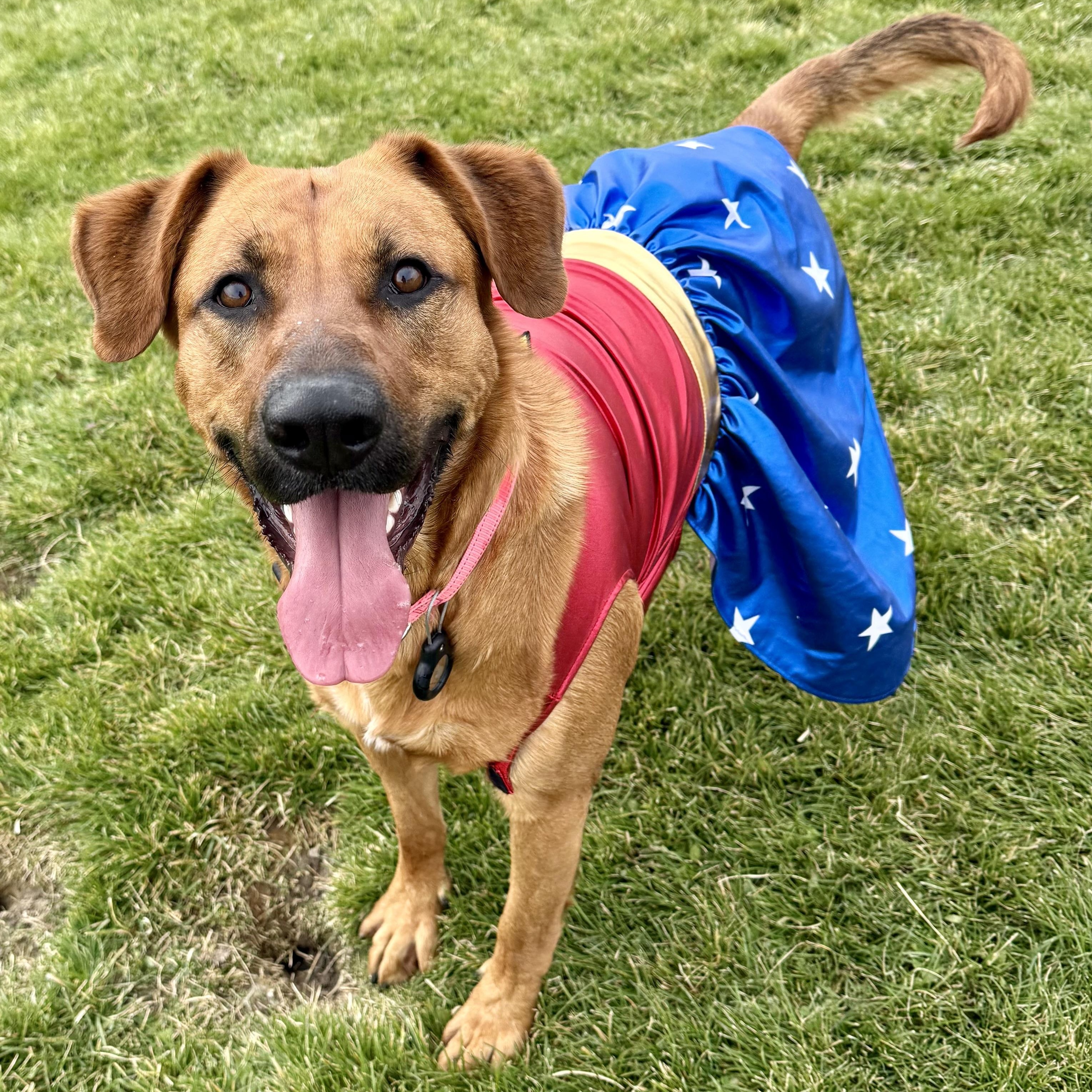 Willow, Adoptable, Young Female Rhodesian Ridgeback.
