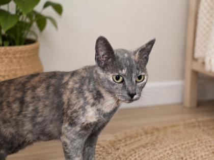 Clementine, Adoptable, Adult Female Domestic Short Hair & Domestic Short Hair.