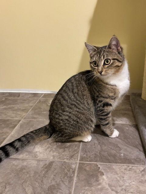 Enlarge Princess C4770, a Adopted Domestic Short Hair in minneapolis, MN image 1/3