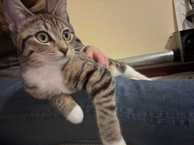 Enlarge Princess C4770, a Adopted Domestic Short Hair in minneapolis, MN image 2/3