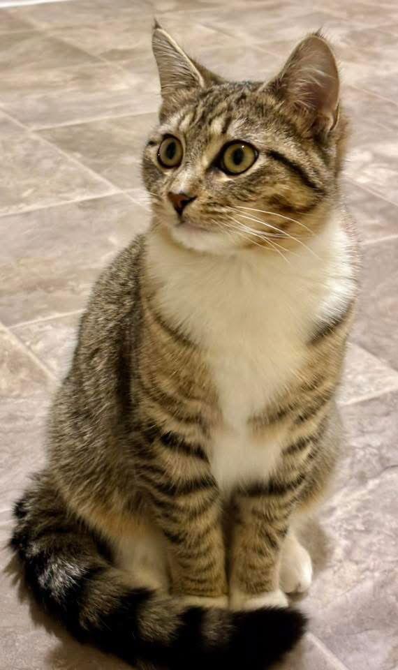 Enlarge Princess C4770, a Adopted Domestic Short Hair in minneapolis, MN image 3/3