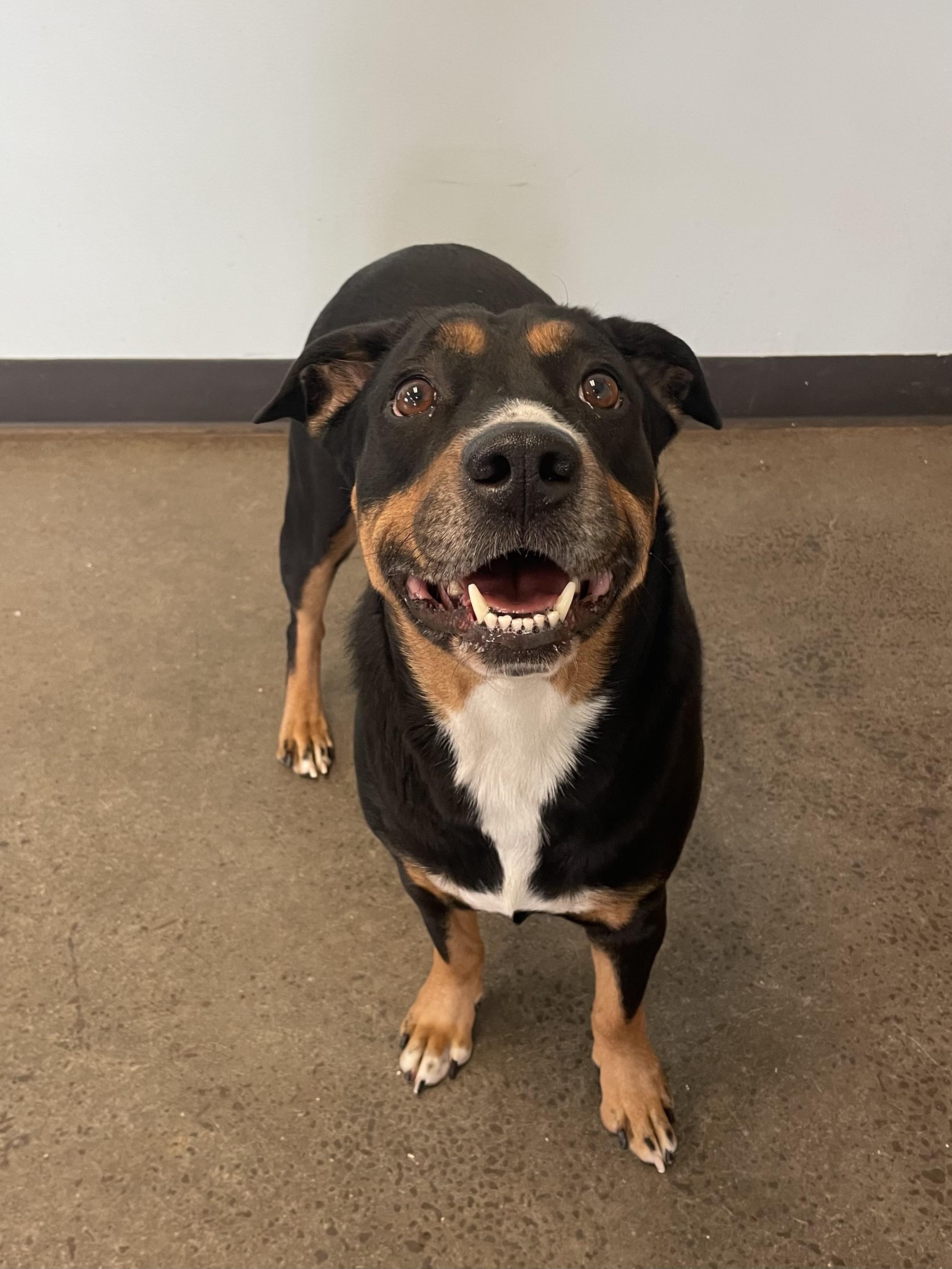 Stella, an adopted mixed breed in Mishawaka, IN image 5/6