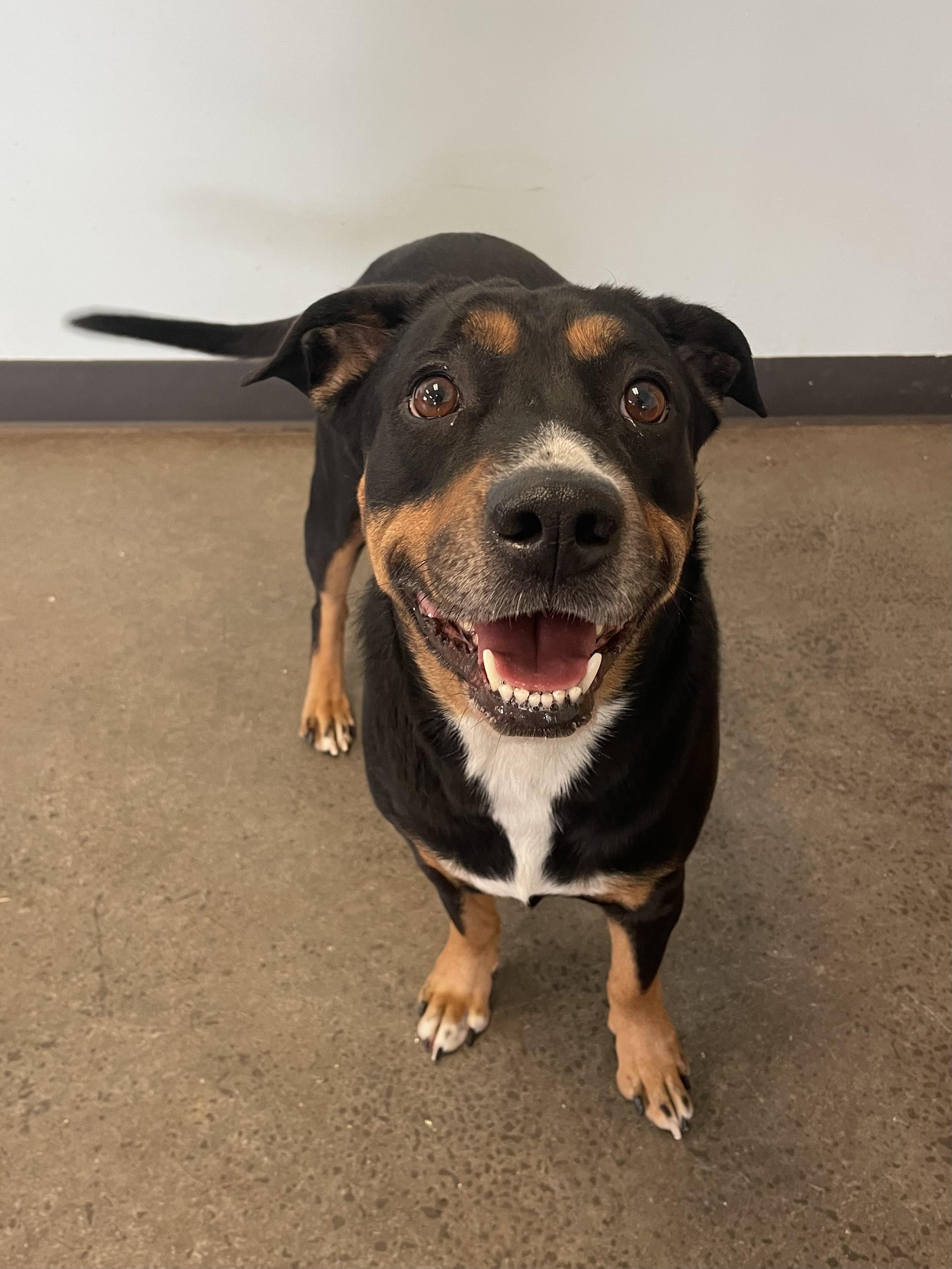 Stella, an adopted mixed breed in Mishawaka, IN image 4/6