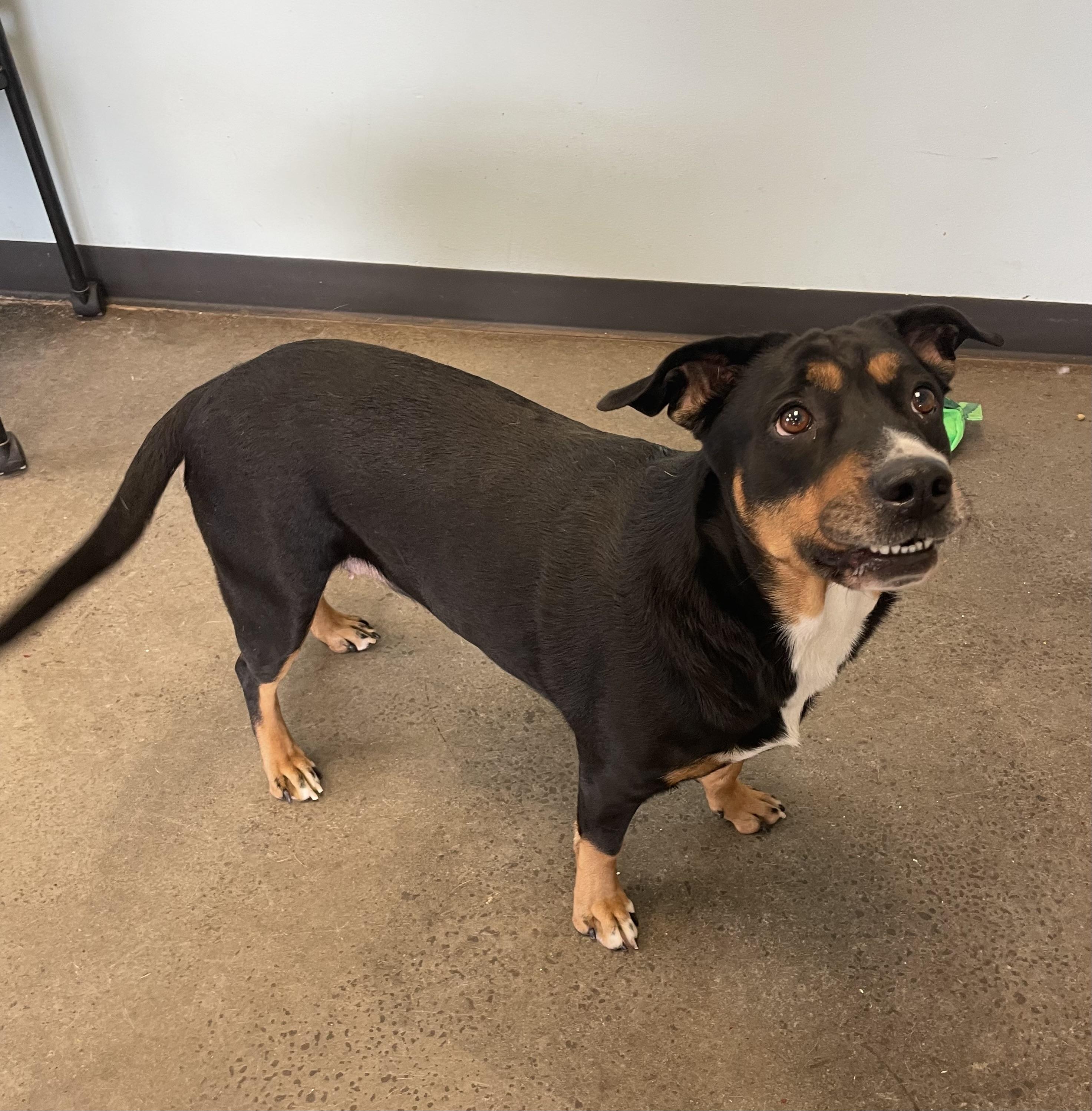 Stella, adopted, Adult Female Mixed Breed.