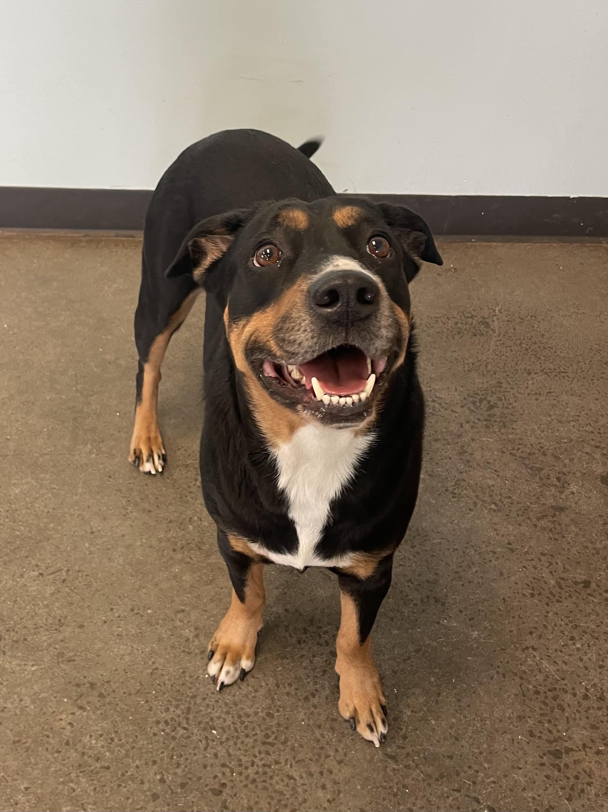 Stella, an adopted mixed breed in Mishawaka, IN image 2/6