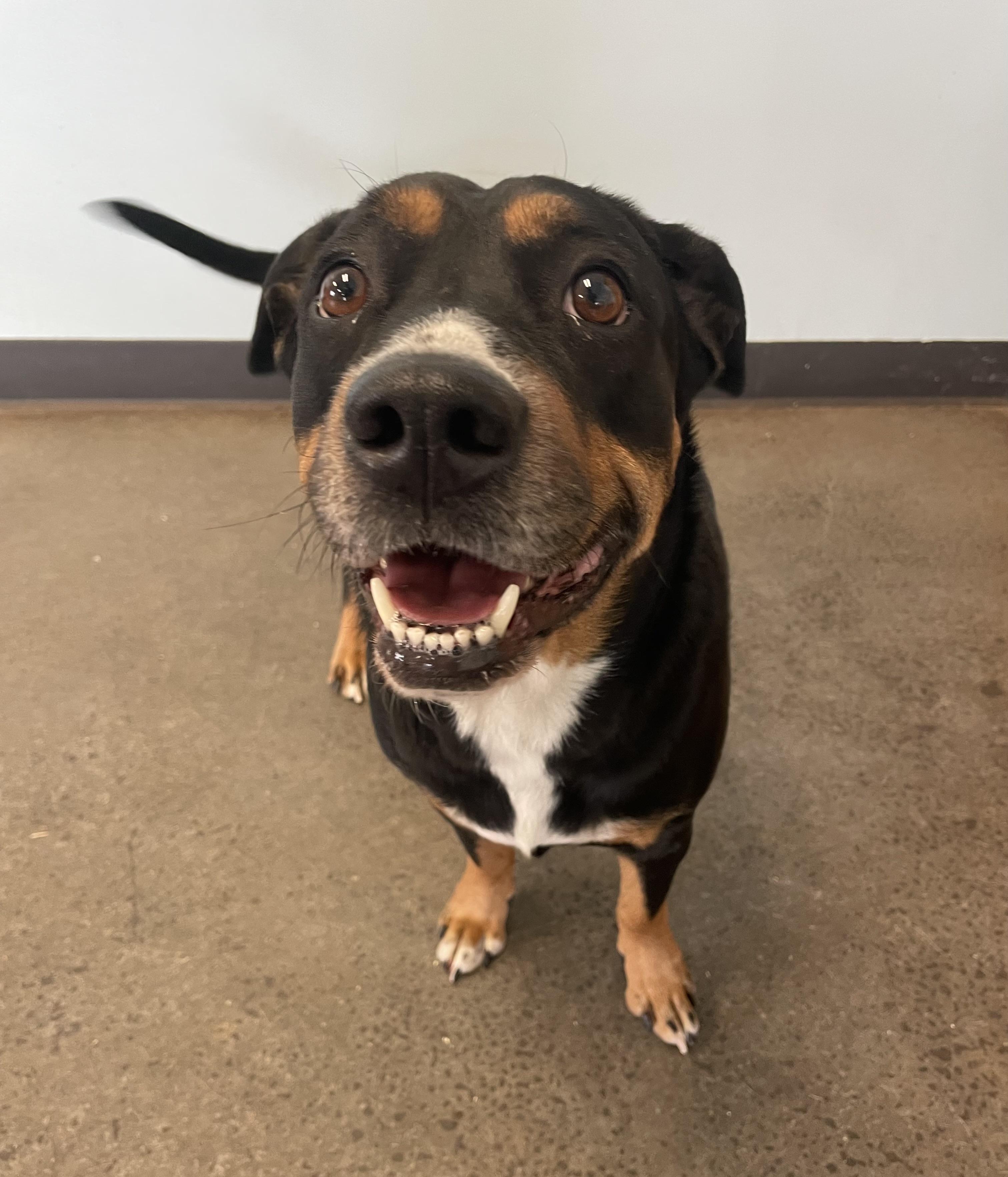 Stella, an adopted mixed breed in Mishawaka, IN image 3/6