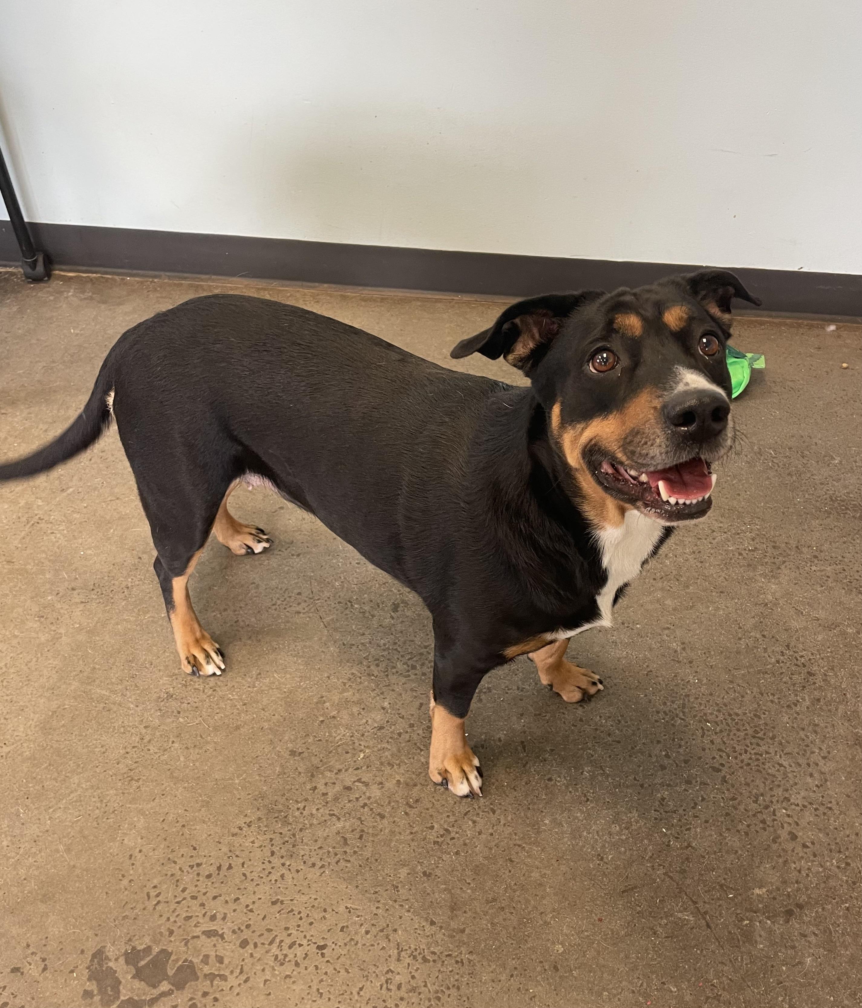 Stella, an adopted mixed breed in Mishawaka, IN image 6/6