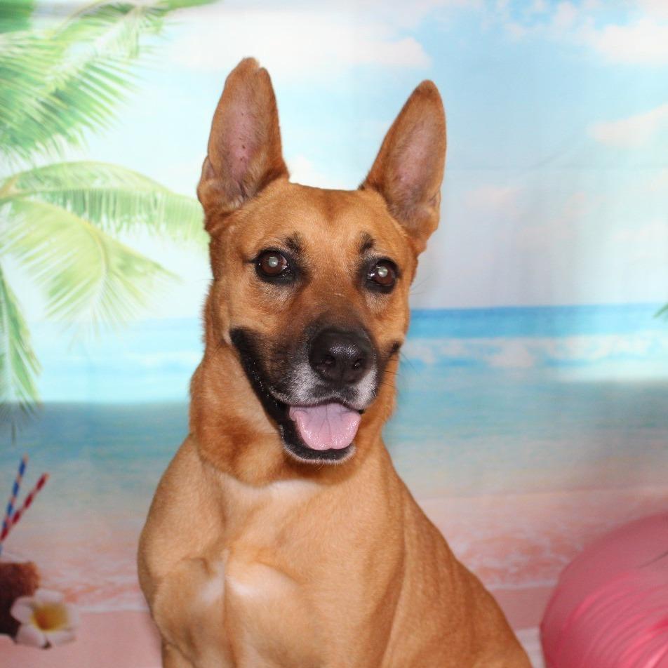 Chester, a Adoptable mixed breed in Ocala, FL image 1/6